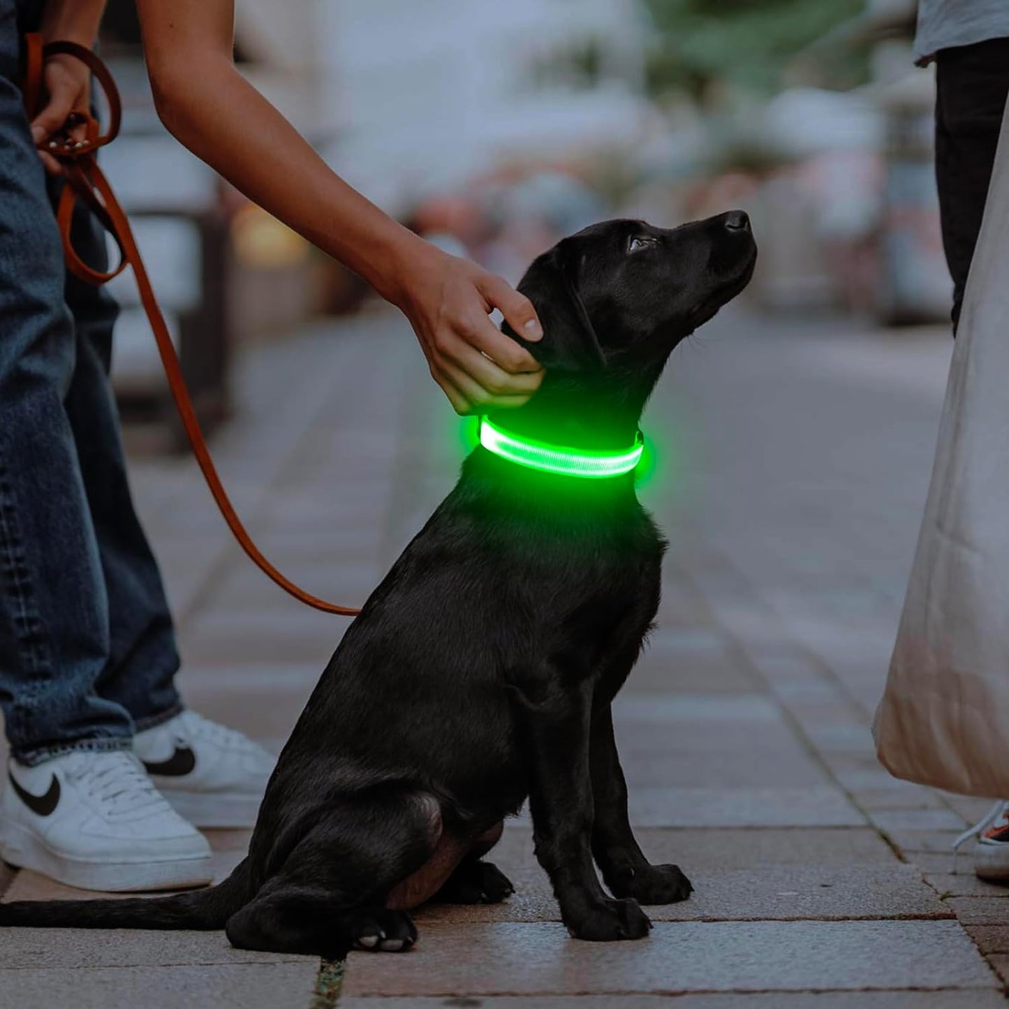 LED Dog Collar, USB Rechargeable Light up Dog Collar Glow in the Dark, Adjustable Dog Safety Collar Light for Dogs Walking Camping (Green, Large)