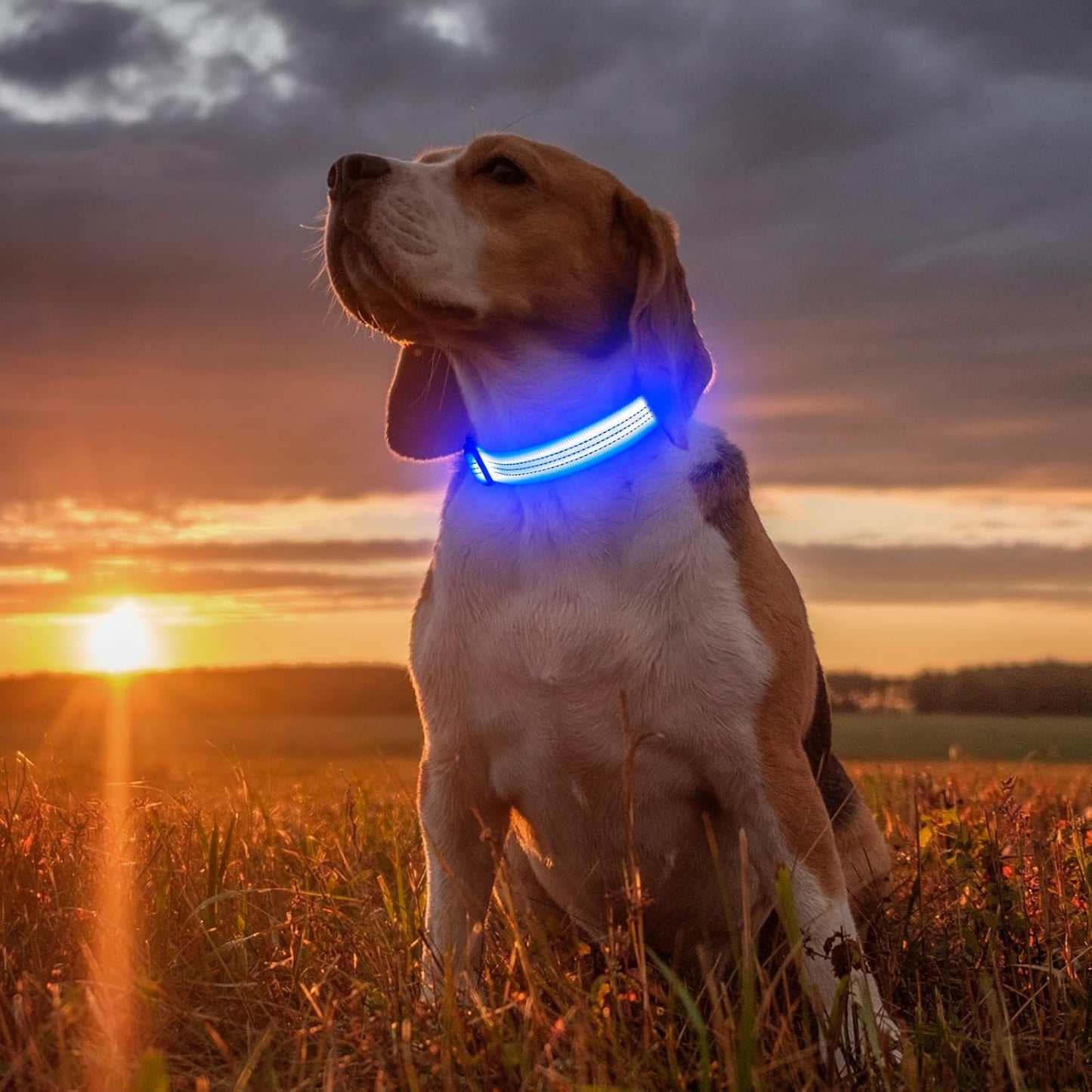 LED Dog Collar - USB Rechargeable Dog Light up Collar, Reflective Dog Collar Light for Your Dogs Glow in the Dark (Blueⅲ, Medium)