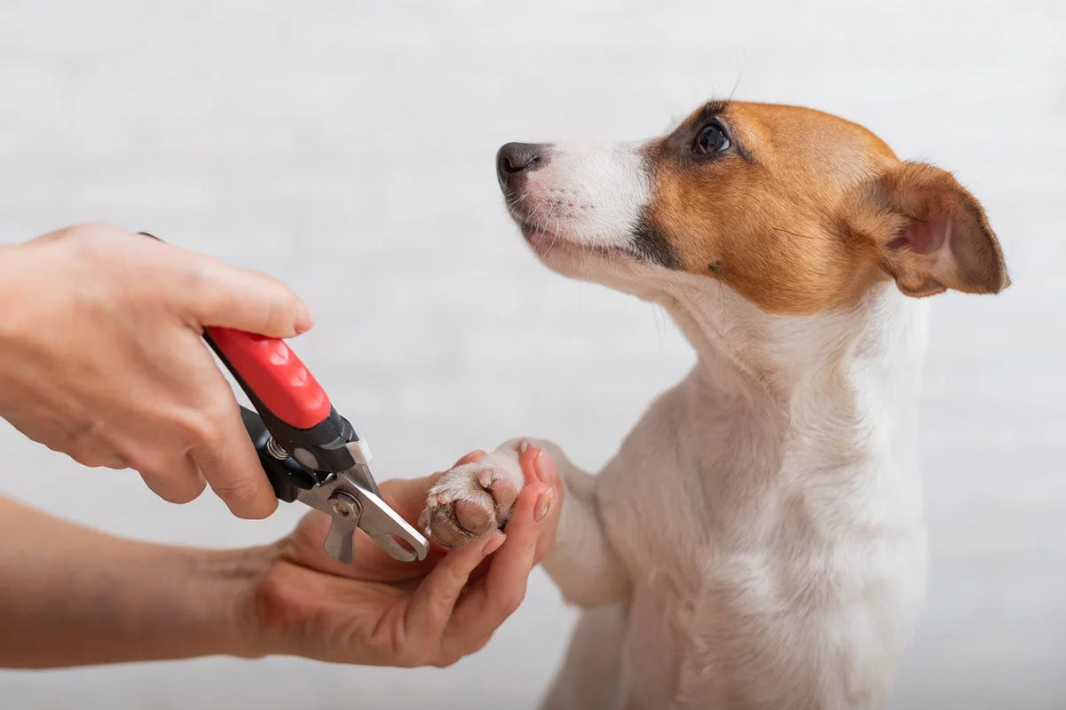 New-  Heavy Duty, High Quality Pro Dog Nail Clippers with Safety Guard, Ergonomic Handle and Sharp Stainless Steel Blades (Small)