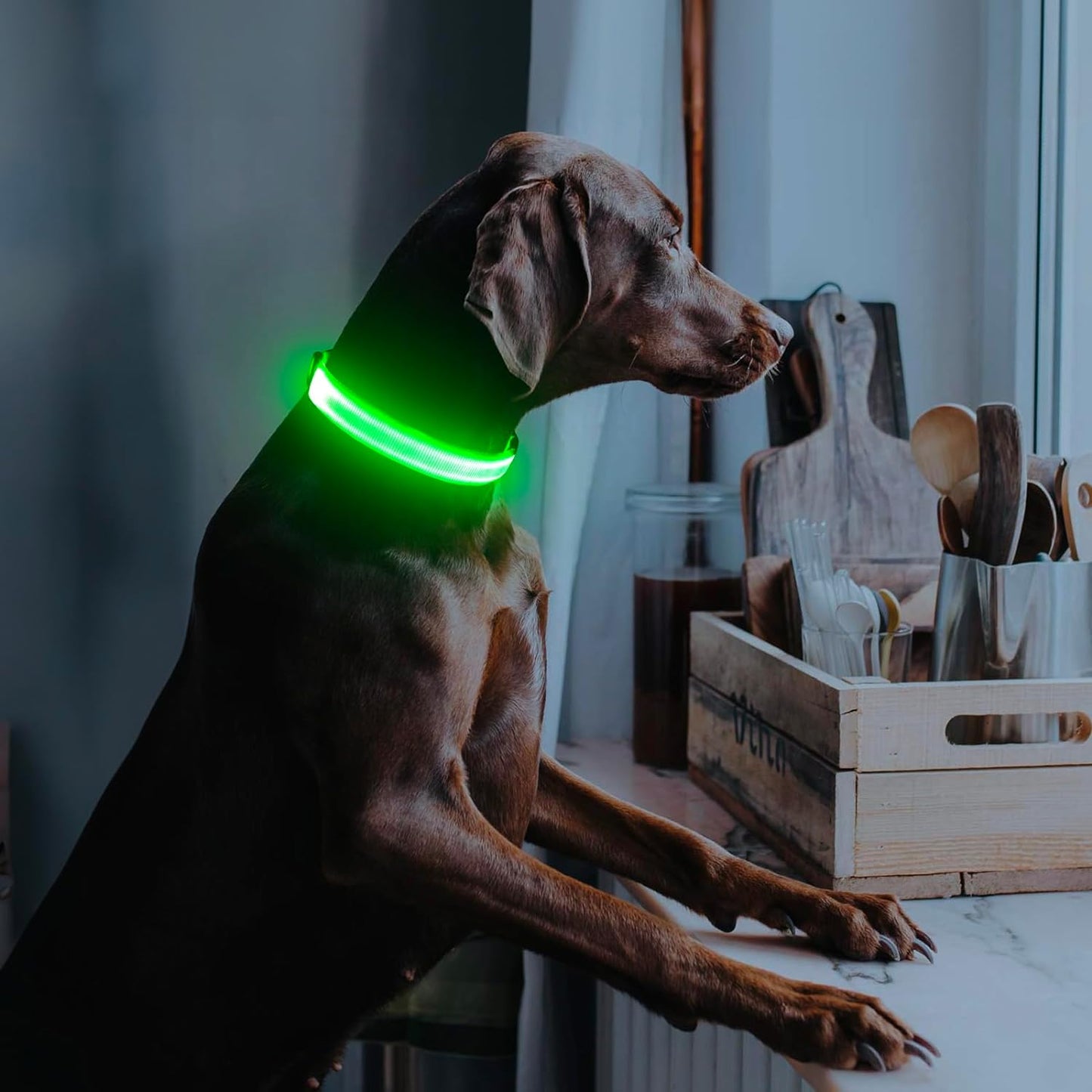 LED Dog Collar, USB Rechargeable Light up Dog Collar Glow in the Dark, Adjustable Dog Safety Collar Light for Dogs Walking Camping (Green, Large)